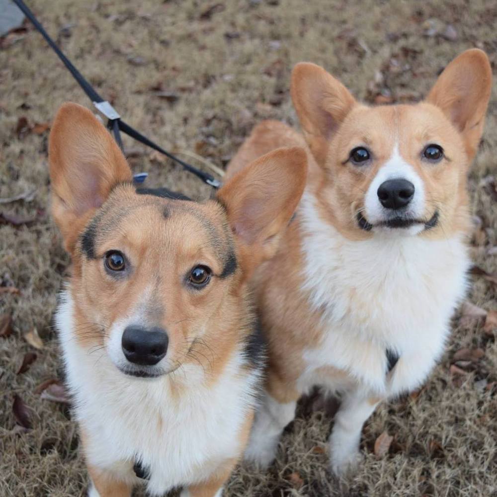 Meet your Posher, Laurie